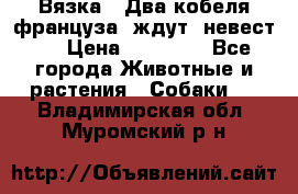  Вязка ! Два кобеля француза ,ждут  невест.. › Цена ­ 11 000 - Все города Животные и растения » Собаки   . Владимирская обл.,Муромский р-н